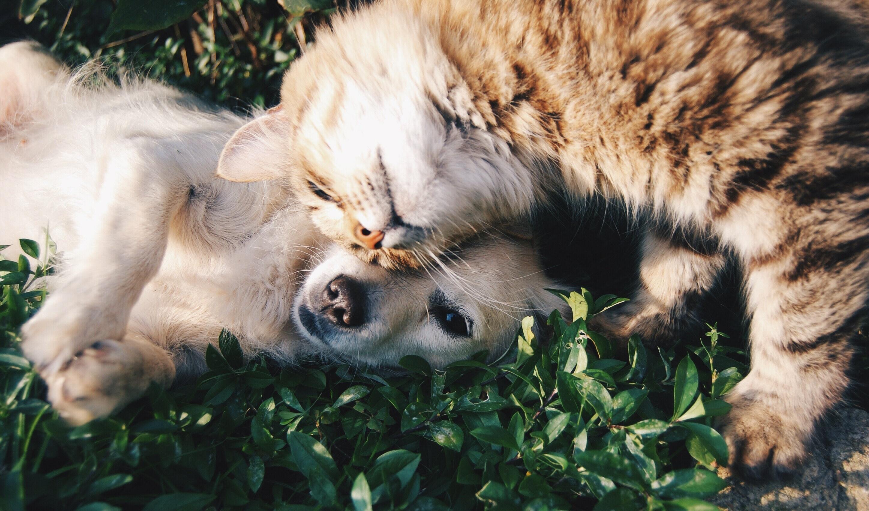 dog and cat cuddling together on grass