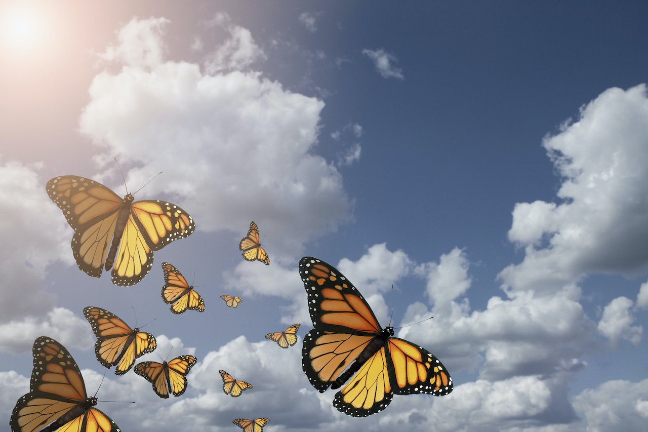 low angle view of monarch butterflies flying