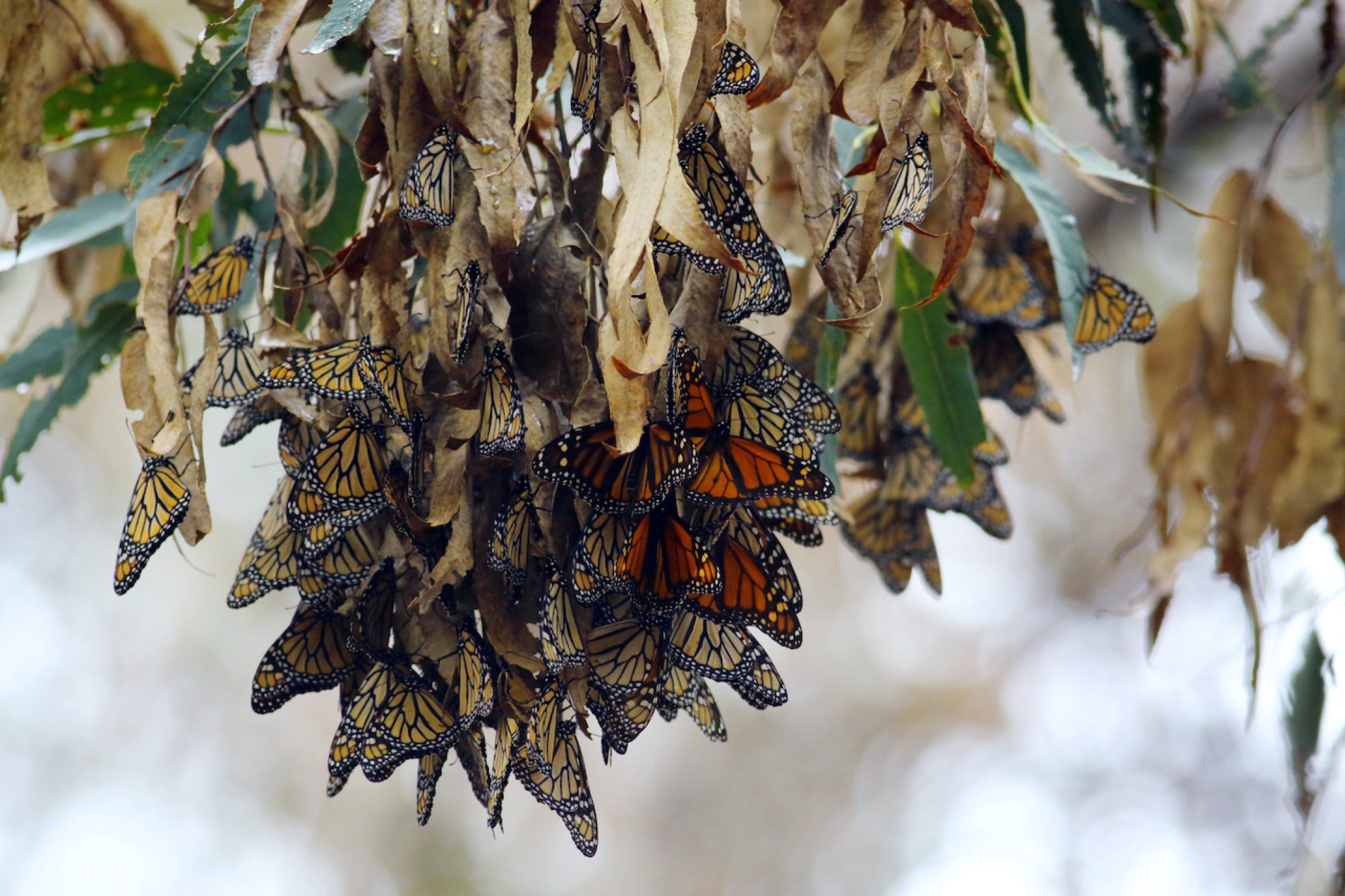 A cluster of overwintering monarch butterflies