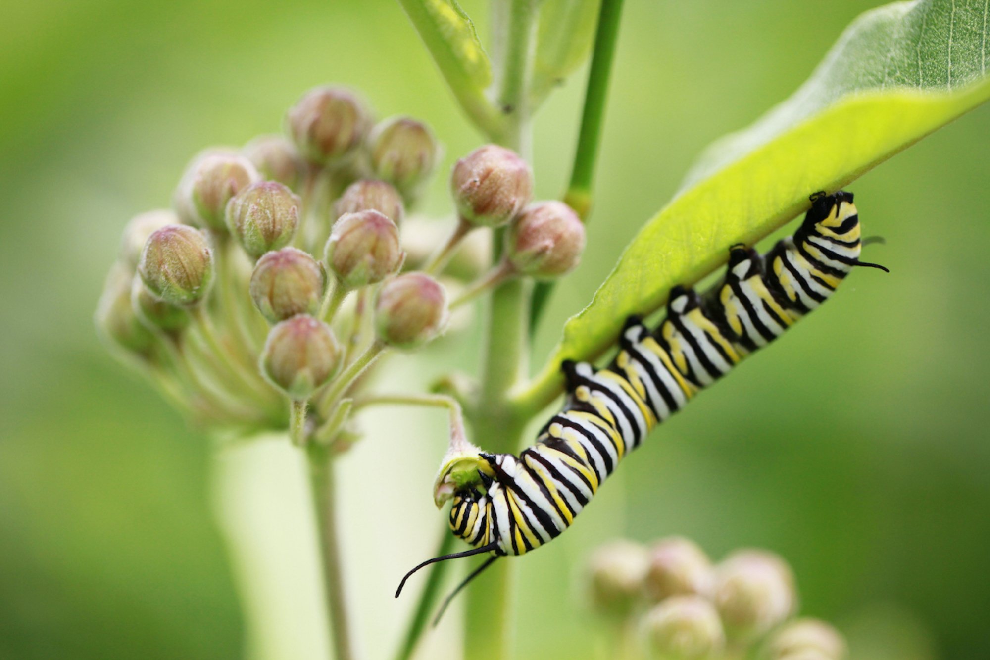 a monarch caterpillar hanging from milkweed leaf