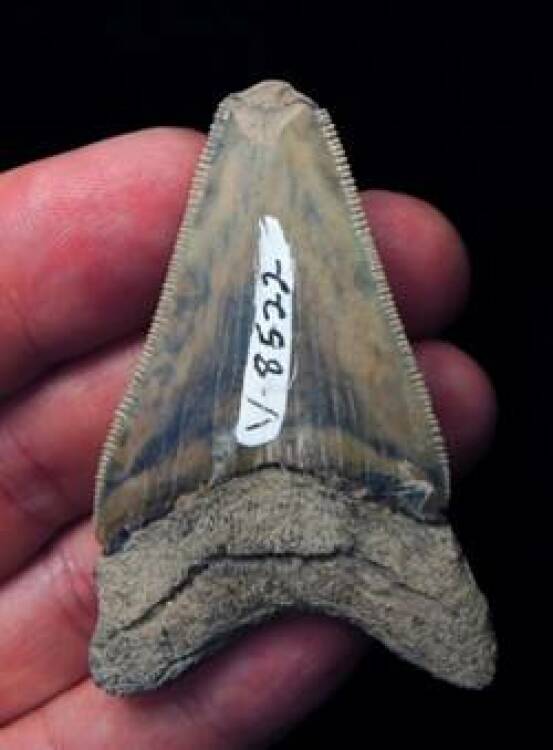 a chipped megalodon tooth