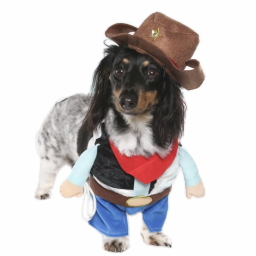 Small dog dressed as a cowboy