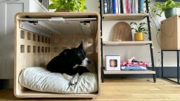 Black and white dog in a wooden crate