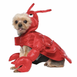 Extra small dog dressed as a lobster