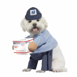 Small dog dressed as USPS mail carrier