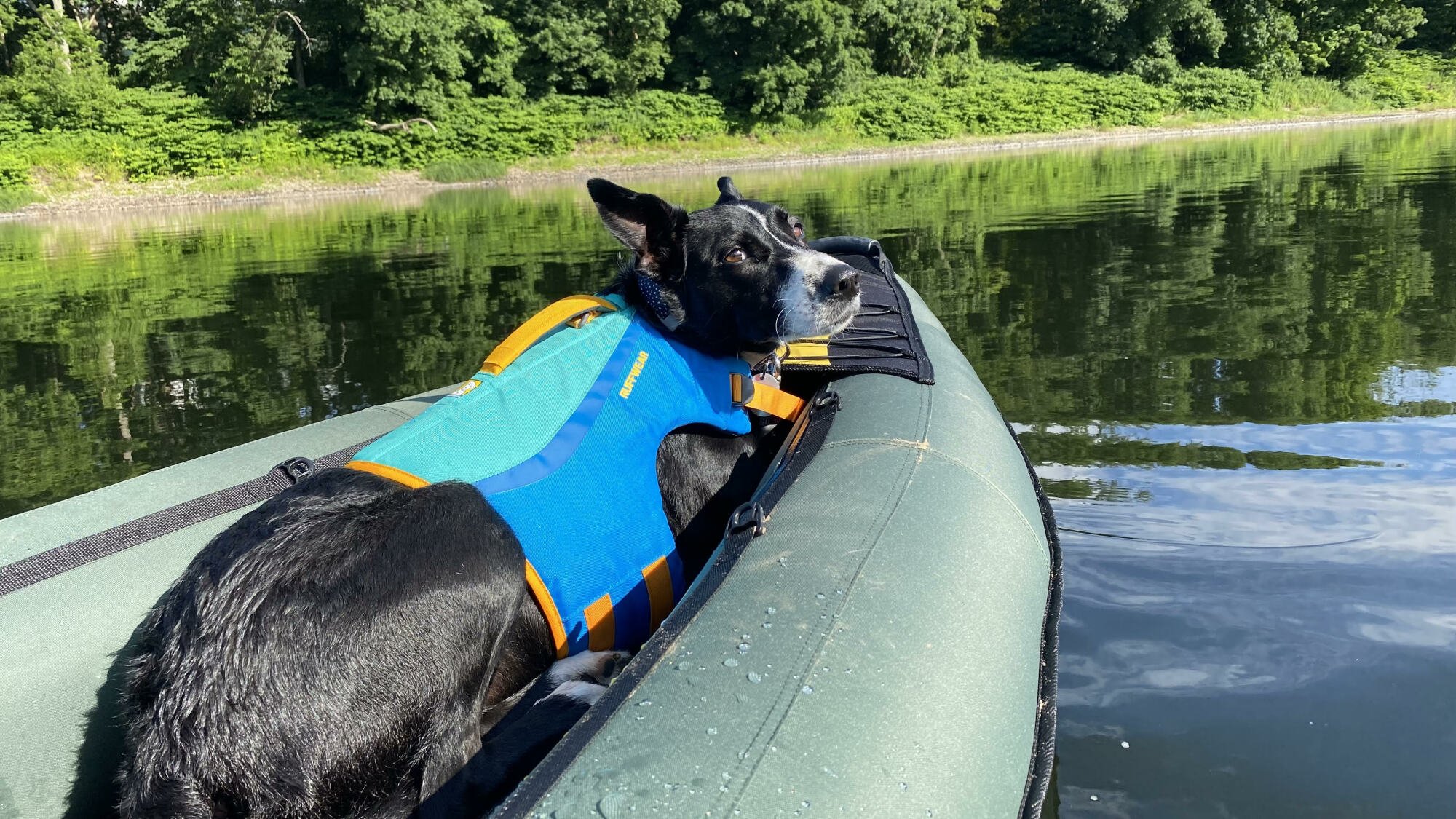 Black and white dog in a kayak on a river