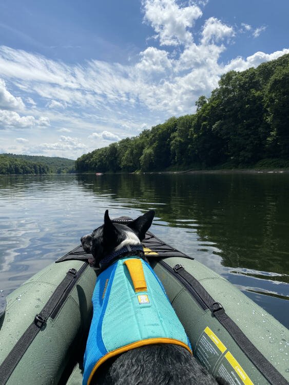 Black and white dog in a kayak looking at the water