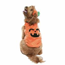 Dog dressed as pumpkin