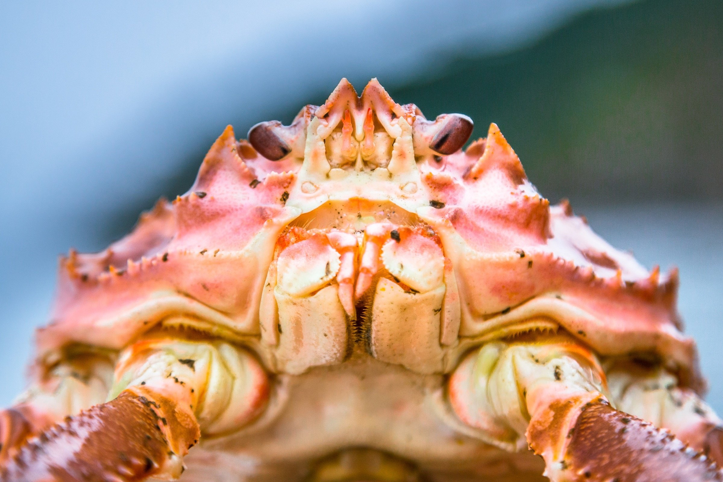 the head of a snow crab