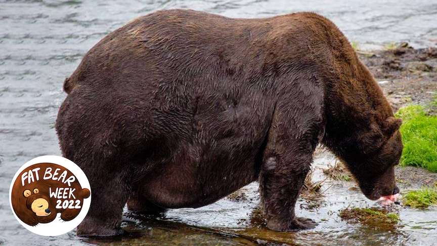 an extremely fat bear eating fish in a river