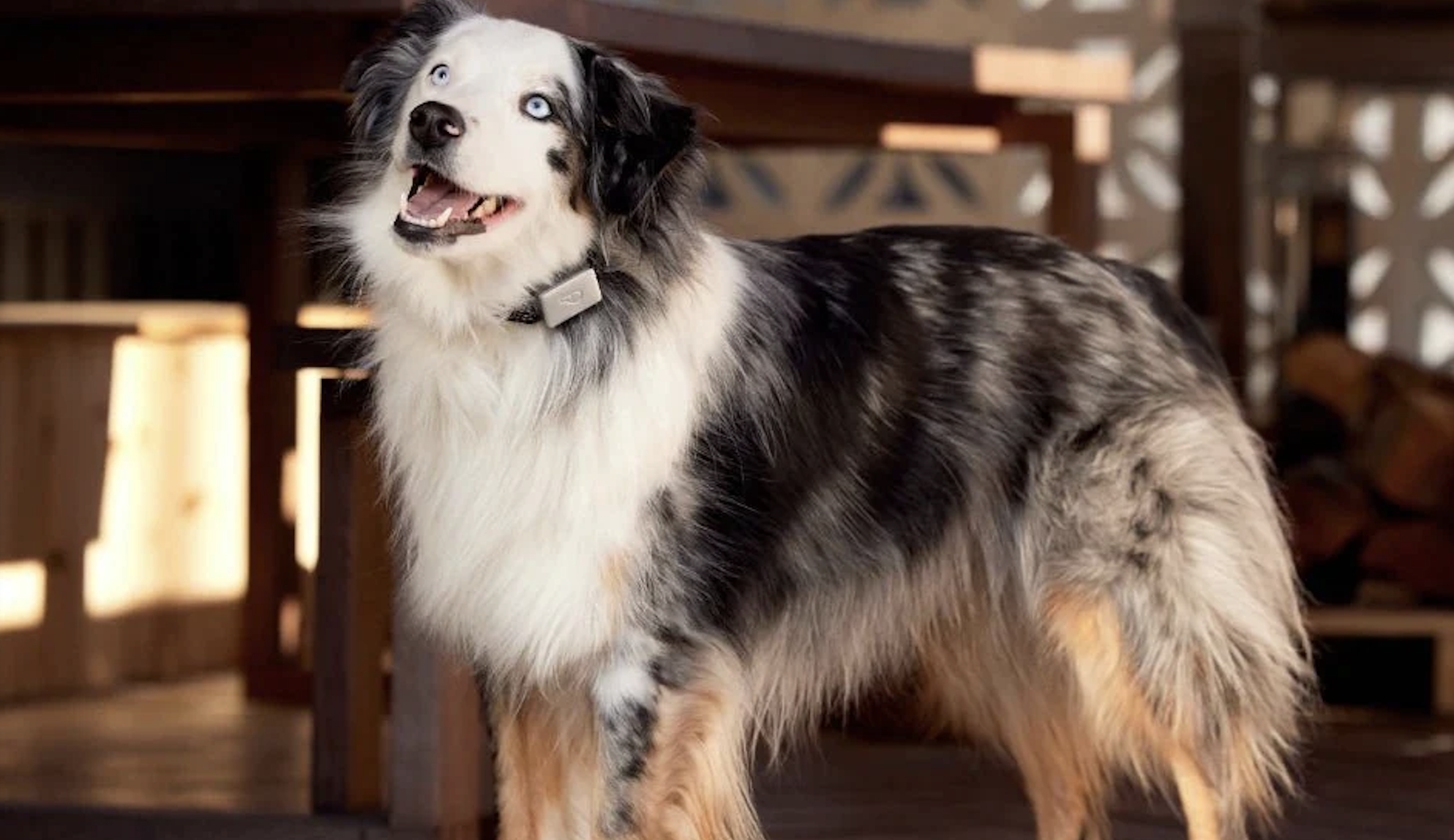 Australian shepherd wearing a whistle smart collar.