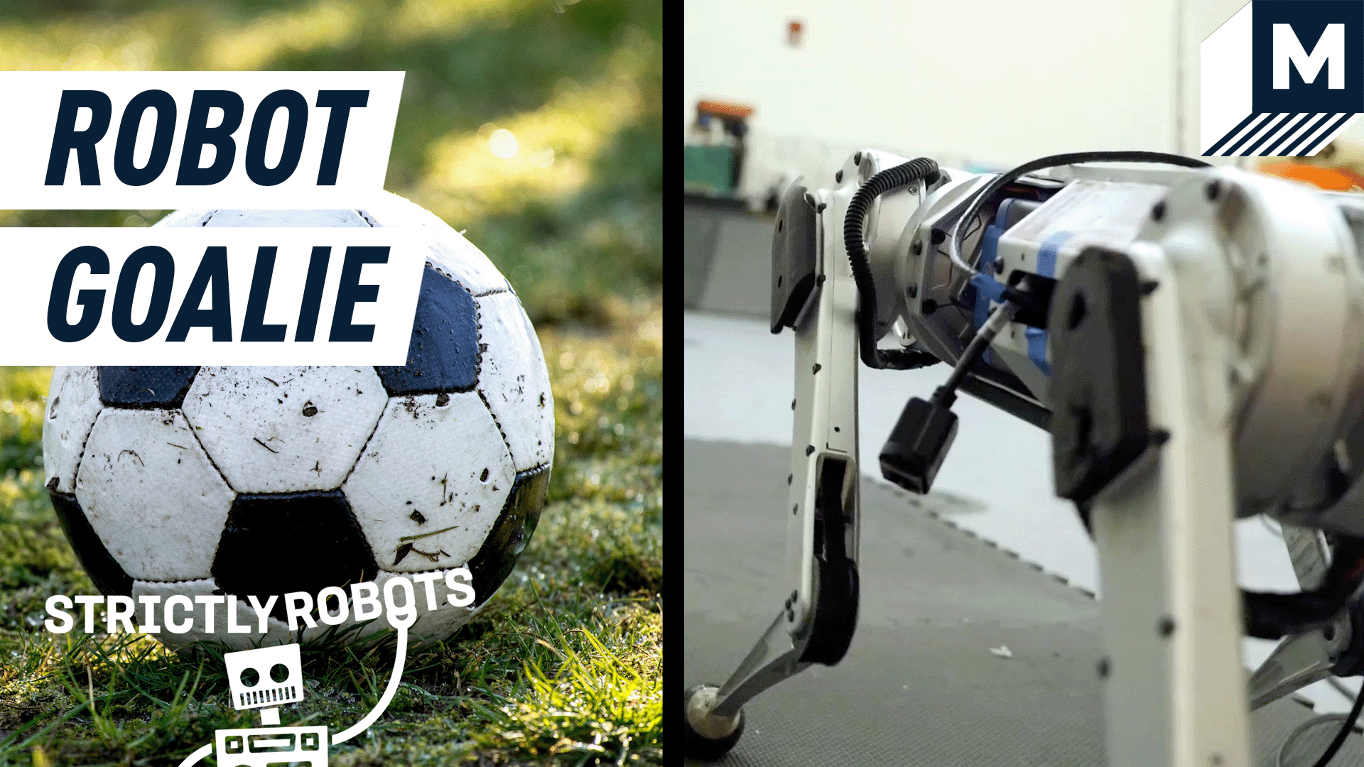 A side by side image of a soccer ball and a Mini Cheetah robot