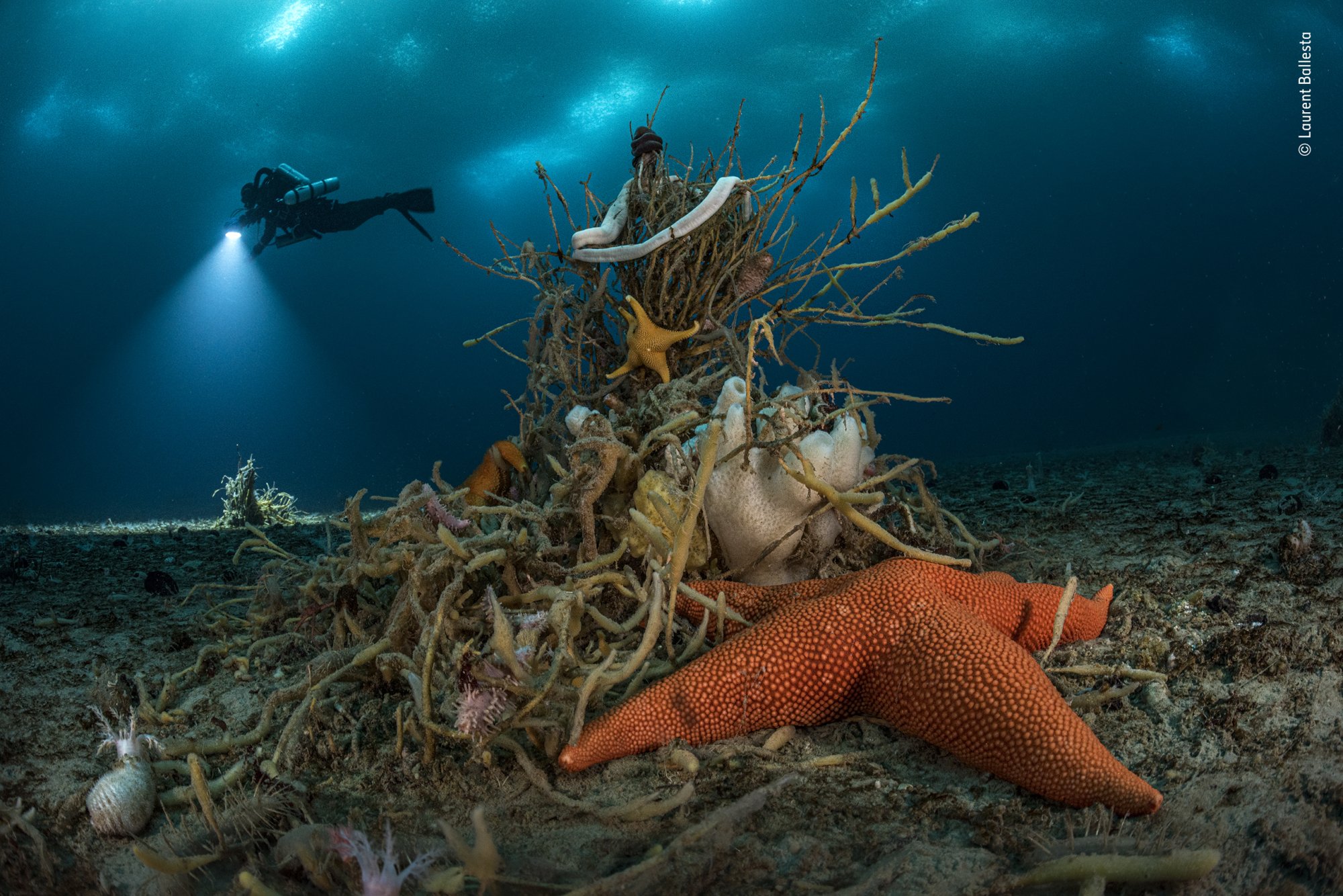The seabed off Adelie Land, featuring a tree-shaped sponge, giant ribbon worms and a sea star.