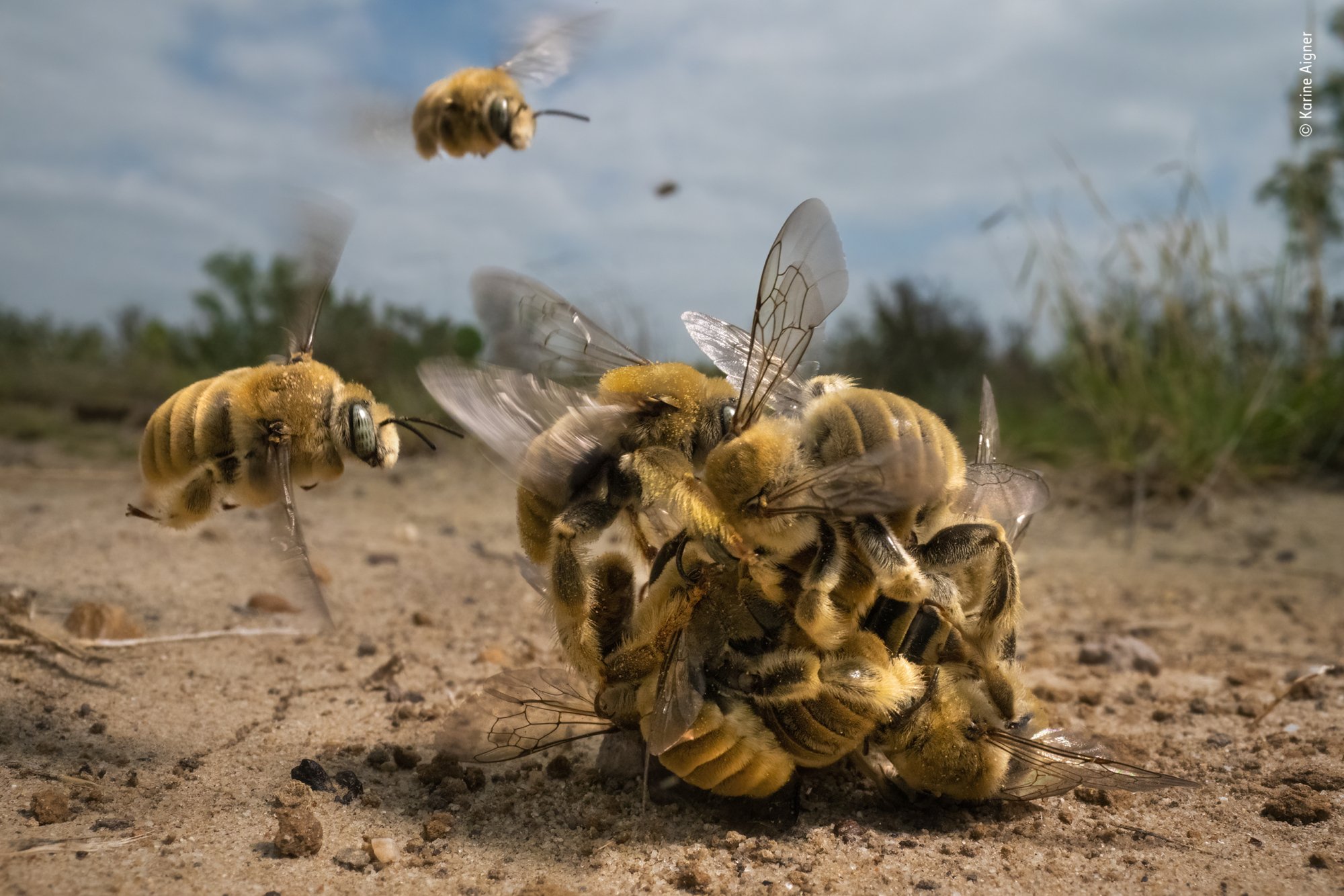 A buzzing ball of cactus bees spinning over sand.