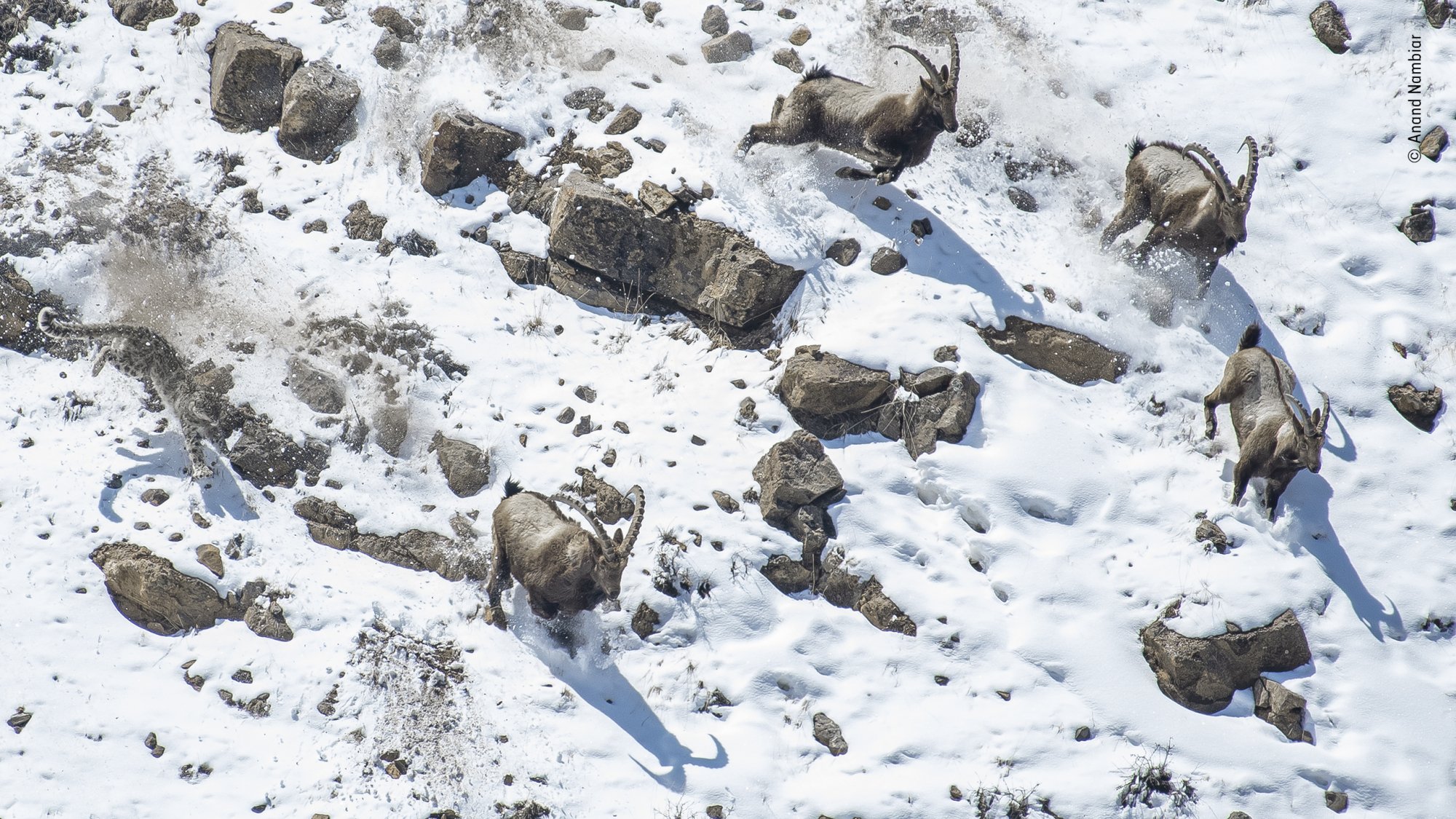 A snow leopard and a herd of Himalayan ibex moving towards a steep edge.