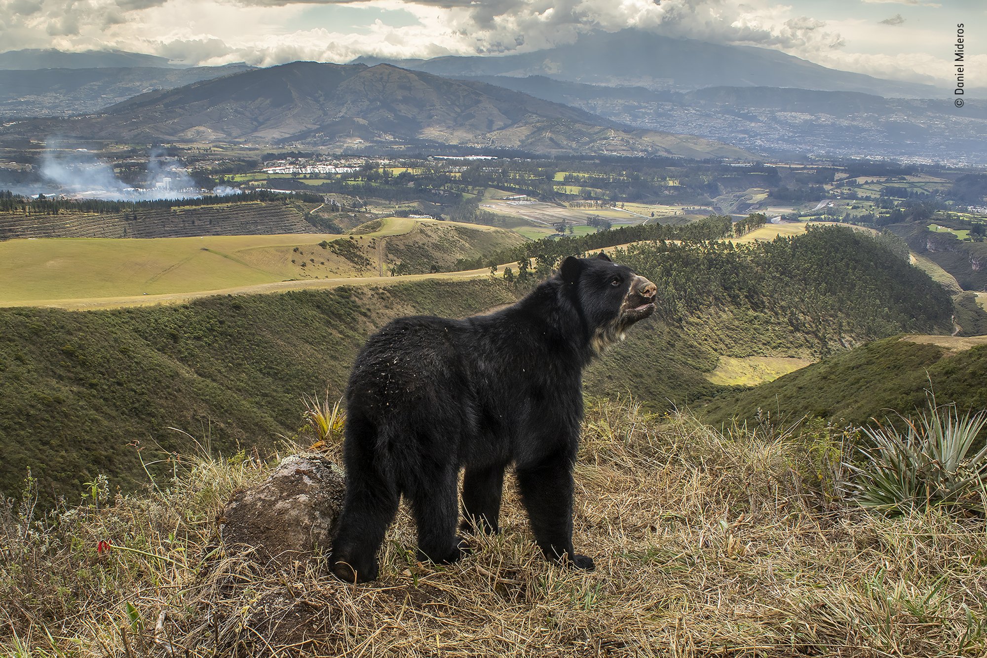 A bear looking across the natural landscape in Ecuador.