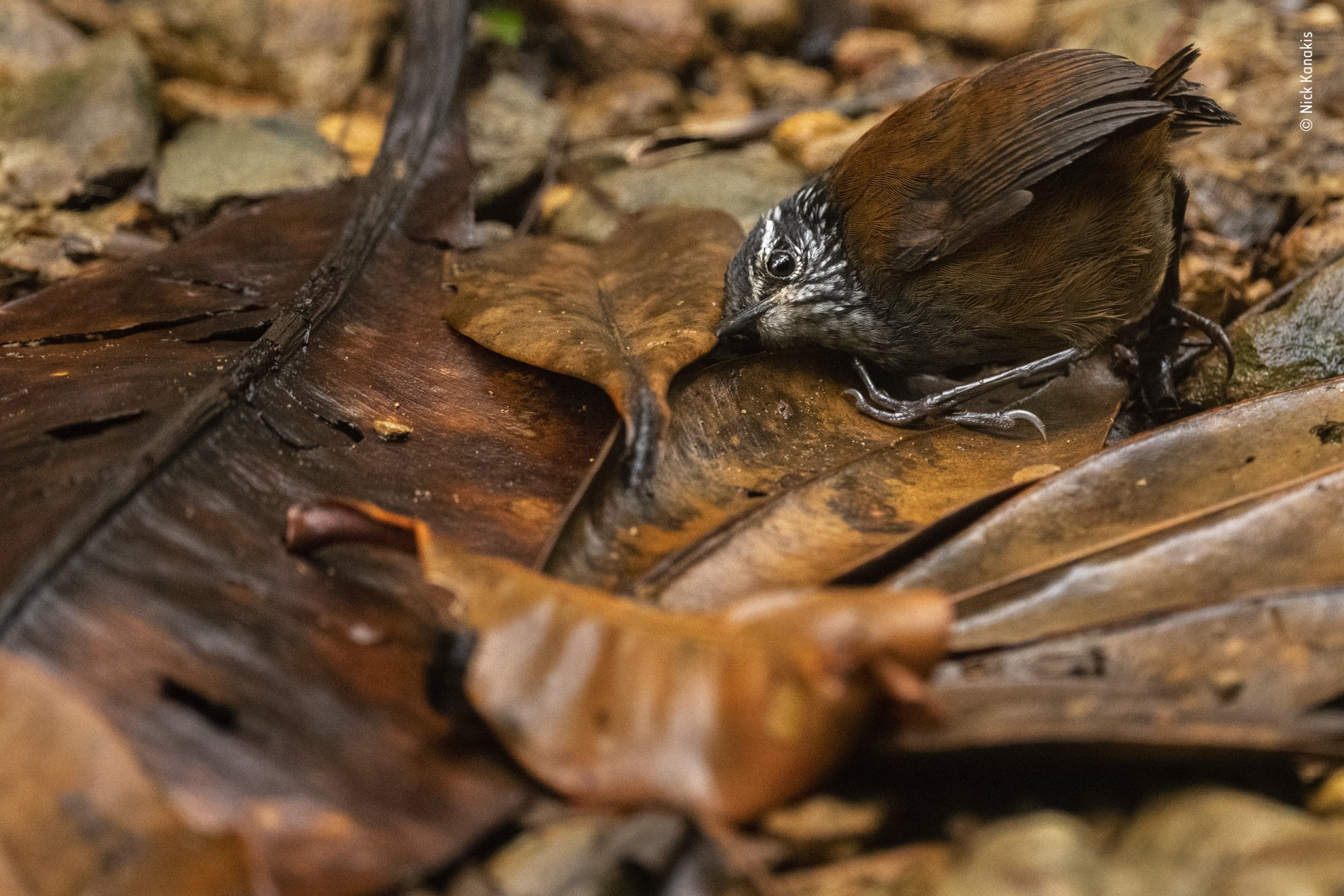 A grey-breasted wood wren foraging in the forest leaves of Colombia.