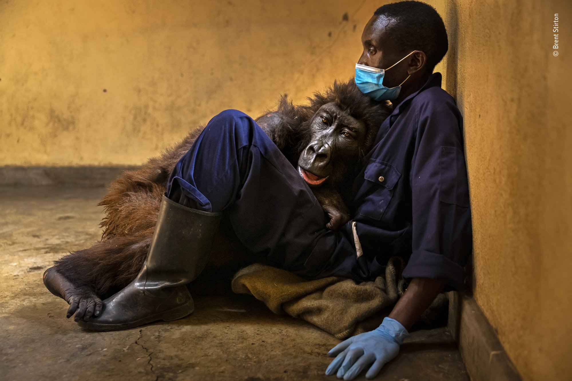 A ranger and rescuer holds a mountain gorilla in his arms.
