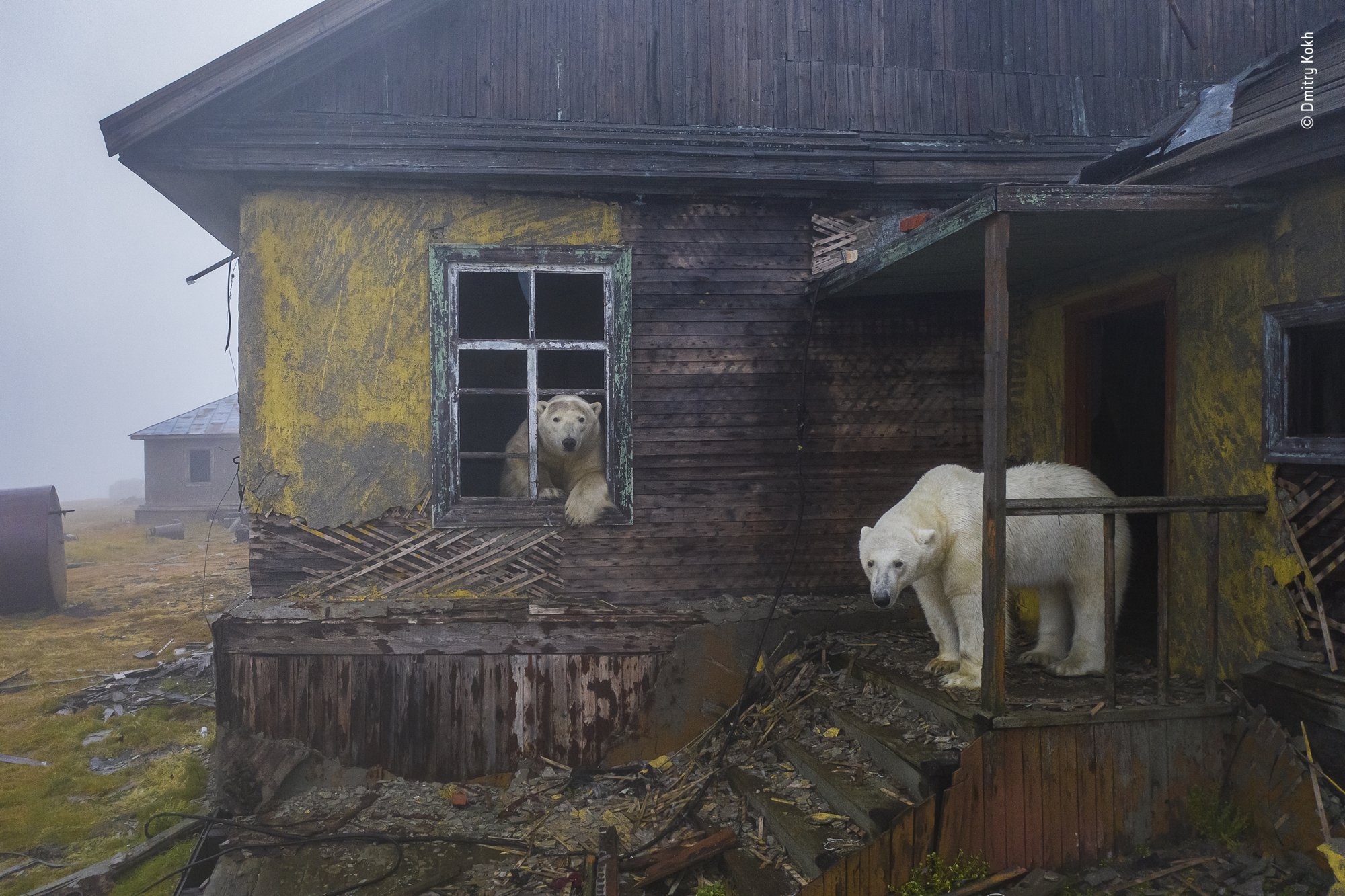 Polar bears at a deserted settlement in Kolyuchin.