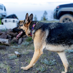 German shepherd wearing a colorful collar