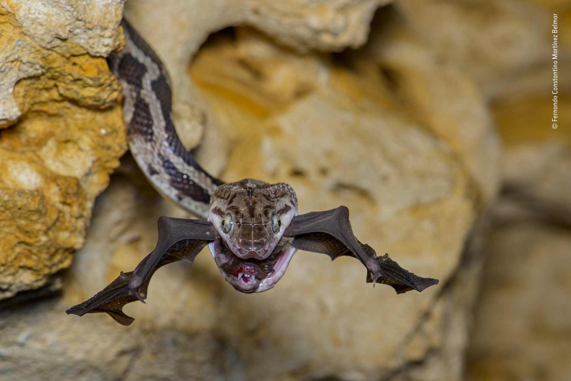 A Yucatan rat snake retreating into a crack with his bat prey.