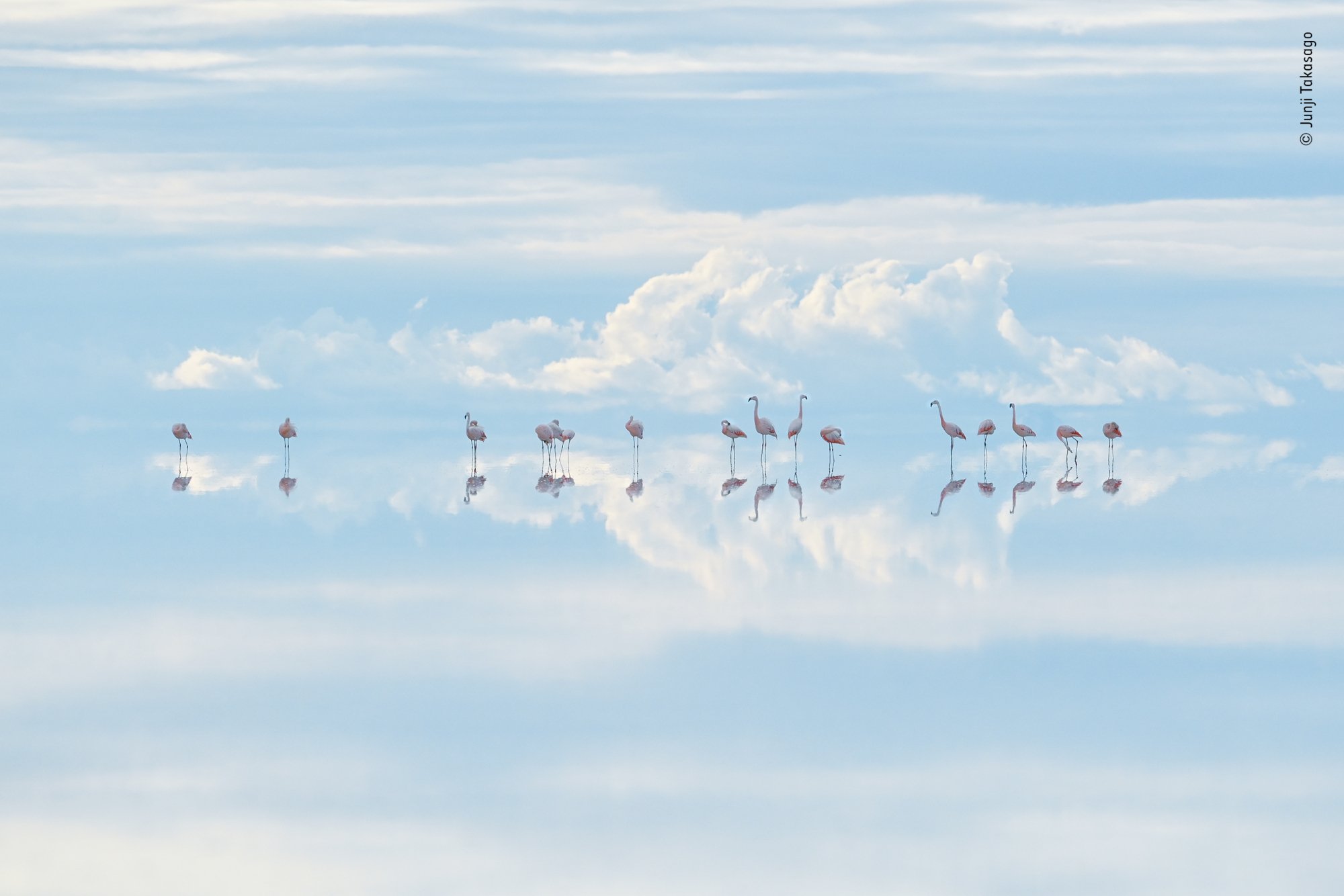A flock of flamingos 
