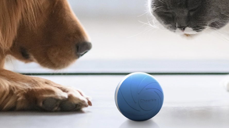 A dog and cat playing with the Wicked Ball: Interactive Pet Toy.