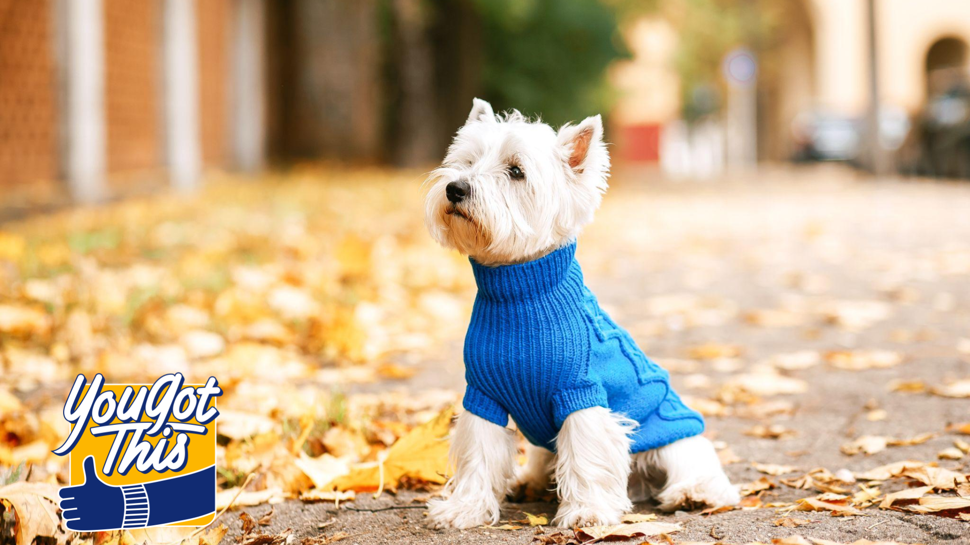 Small white dog wearing blue sweater on fall day