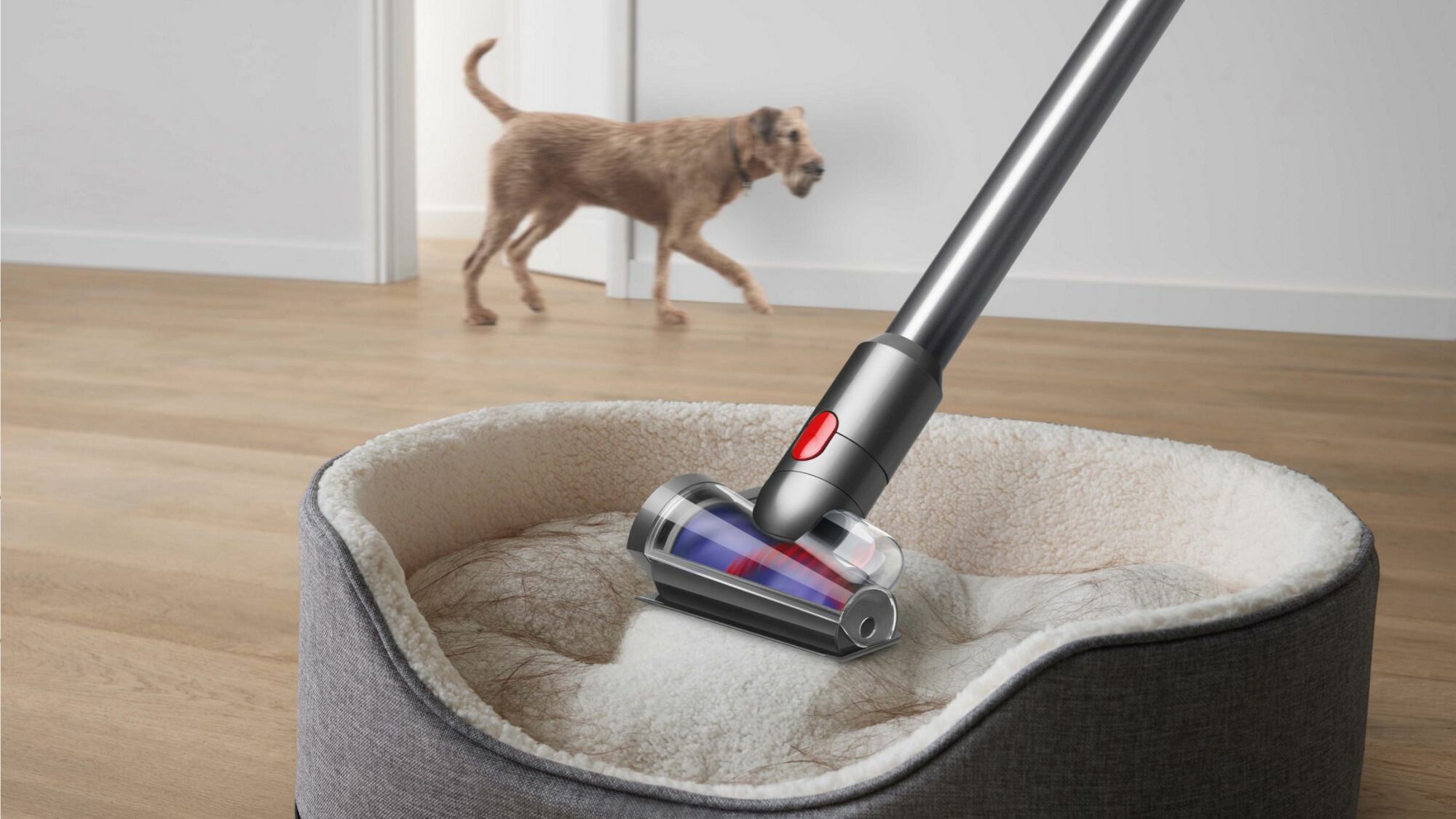 Dyson V8 vacuuming up dog hair on a dog bed