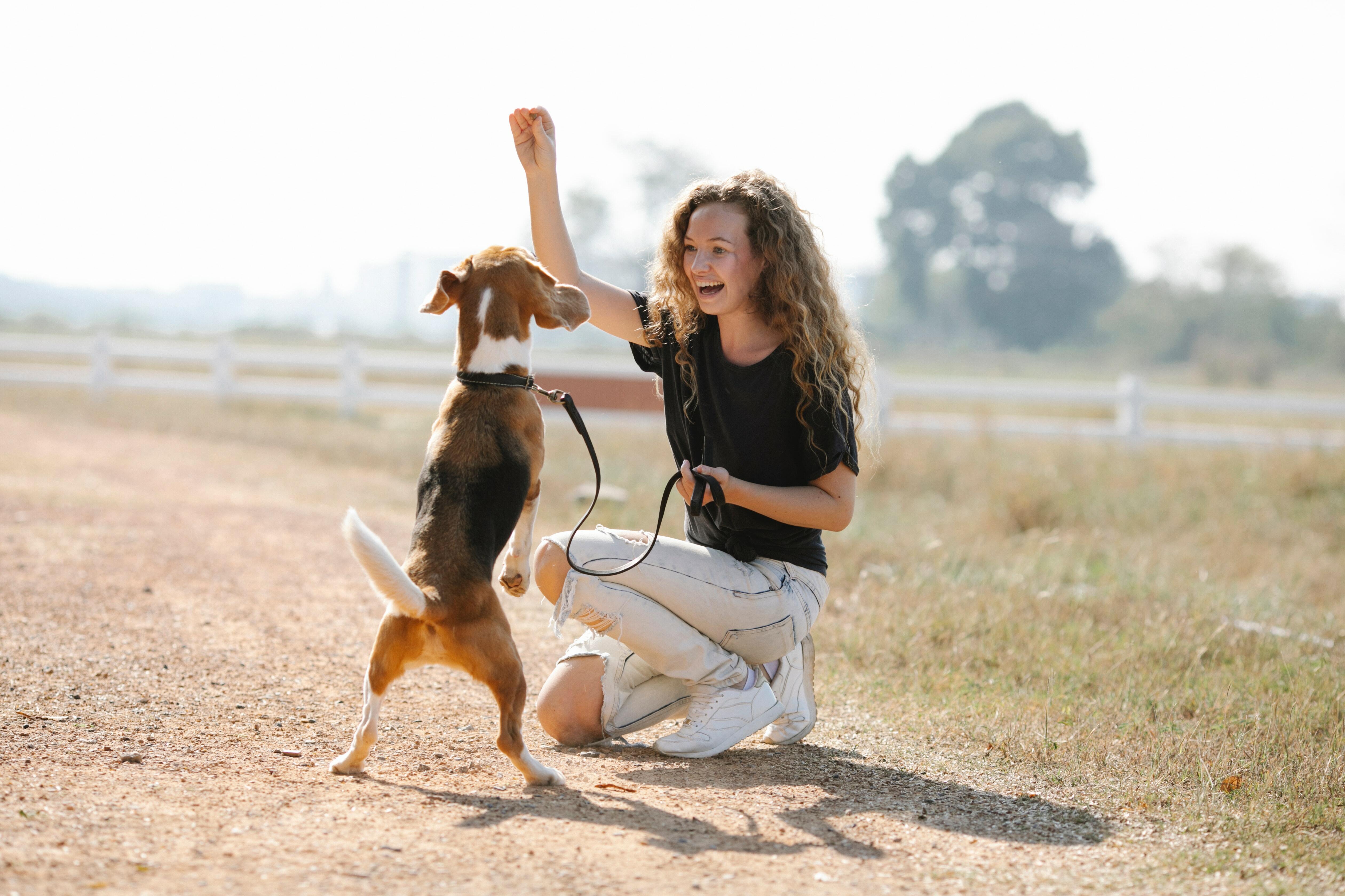 Dog jumping with owner