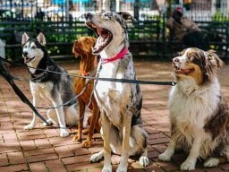 Dogs in a line
