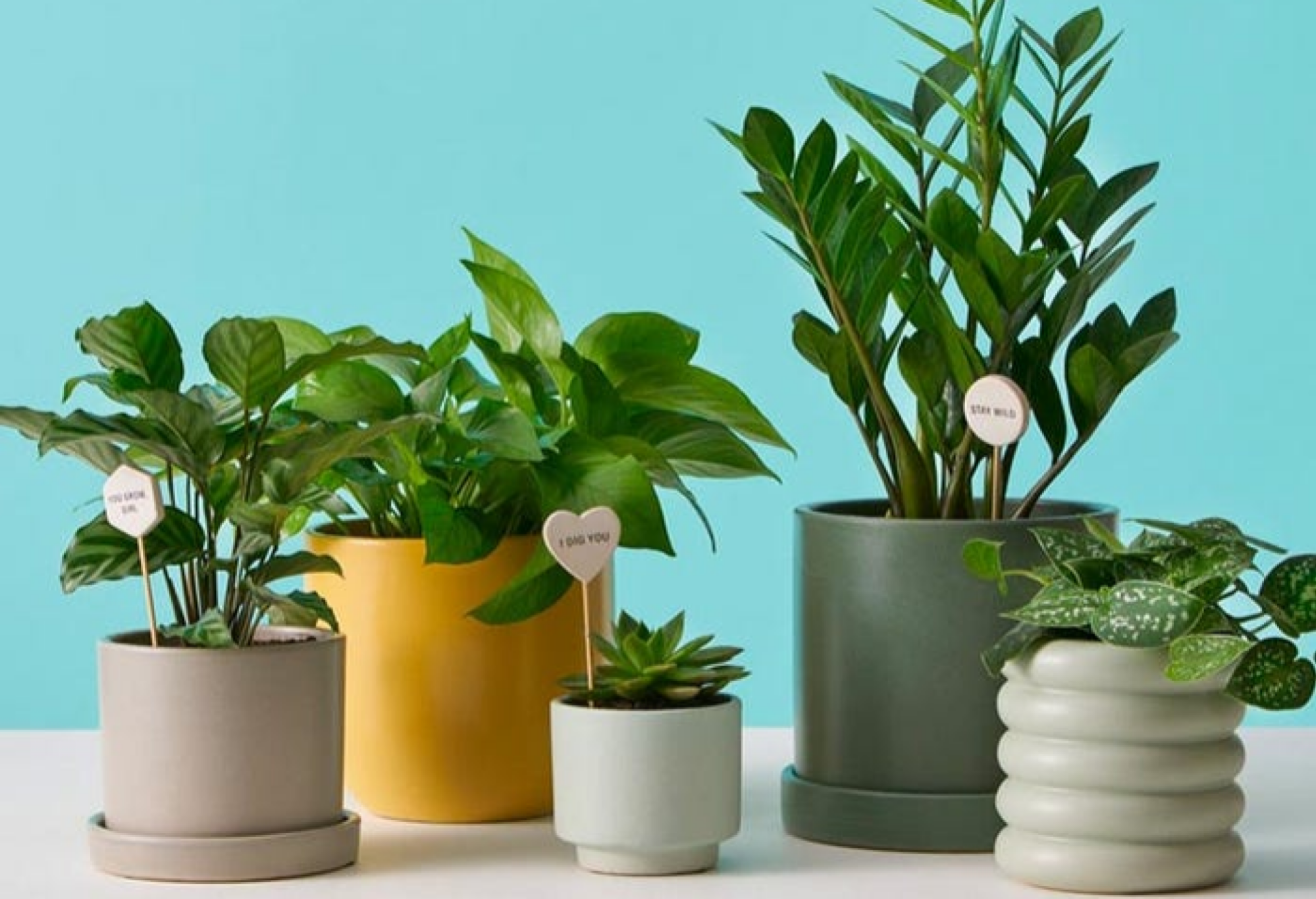 potted plants