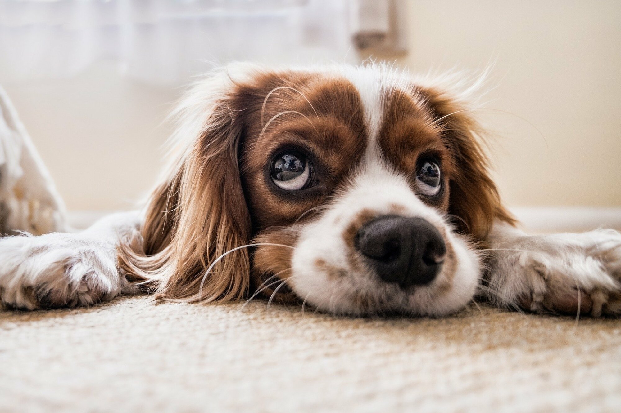 cocker spaniel