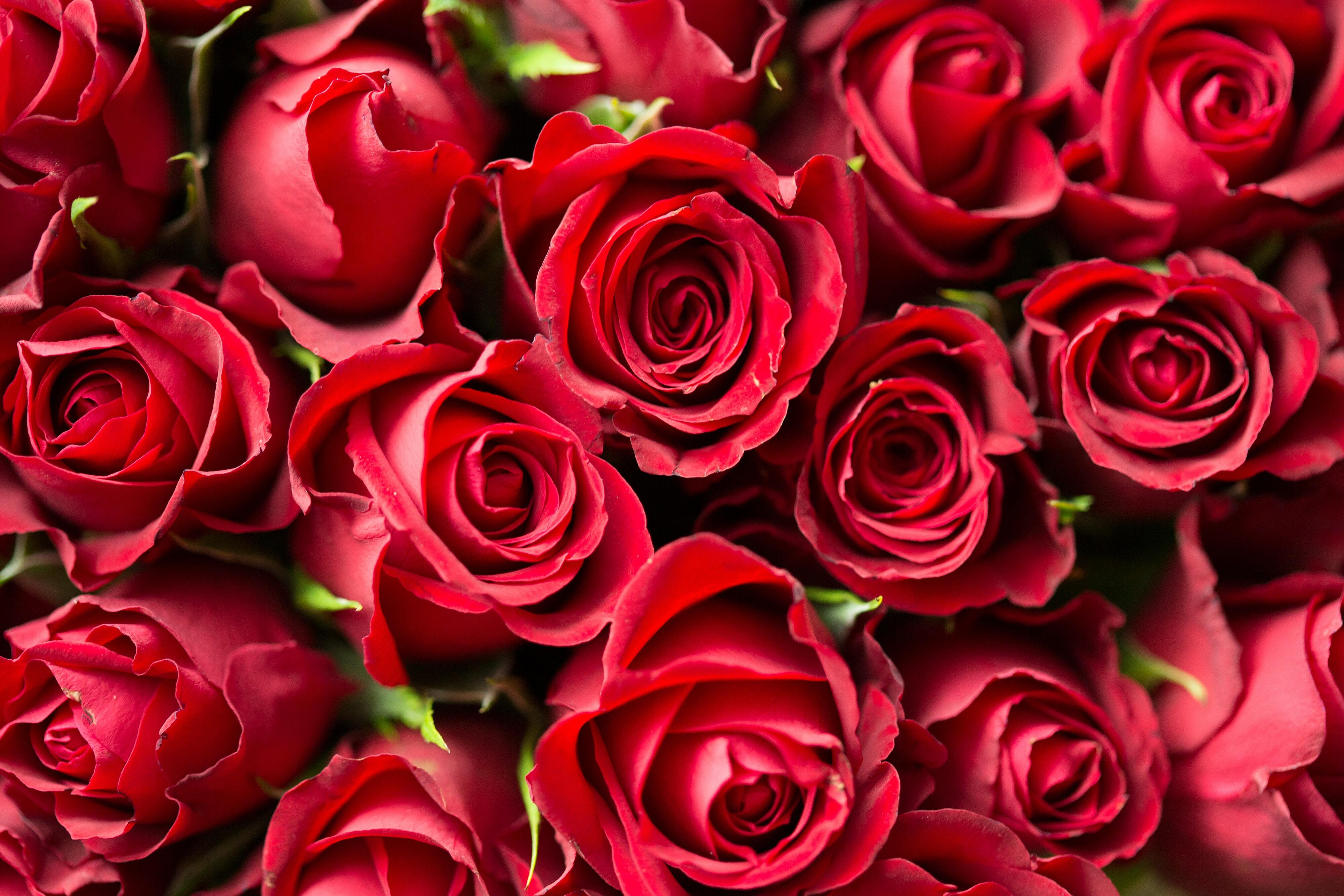 a bunch of red roses