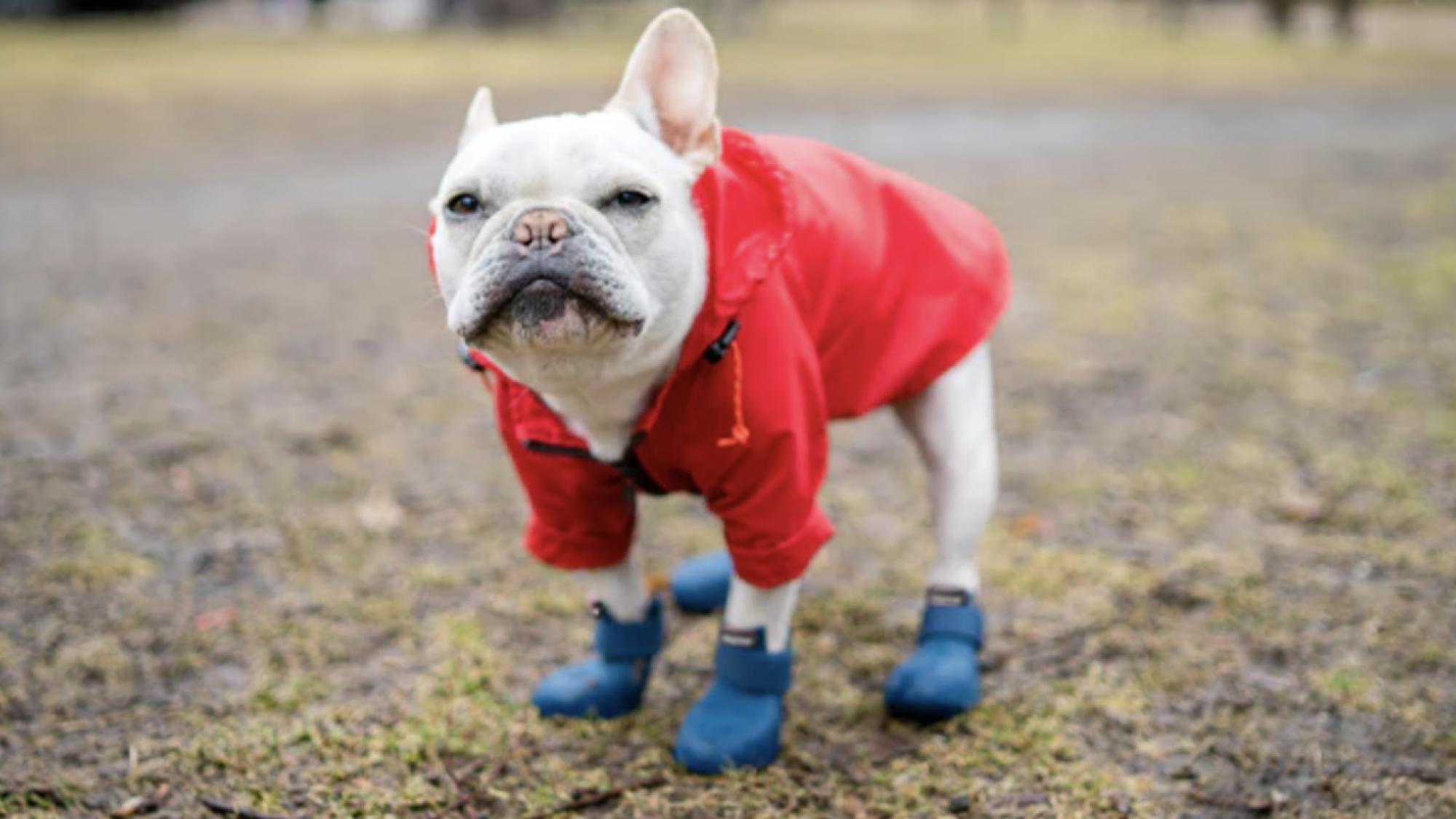 Dog wearing WagWellies boots.
