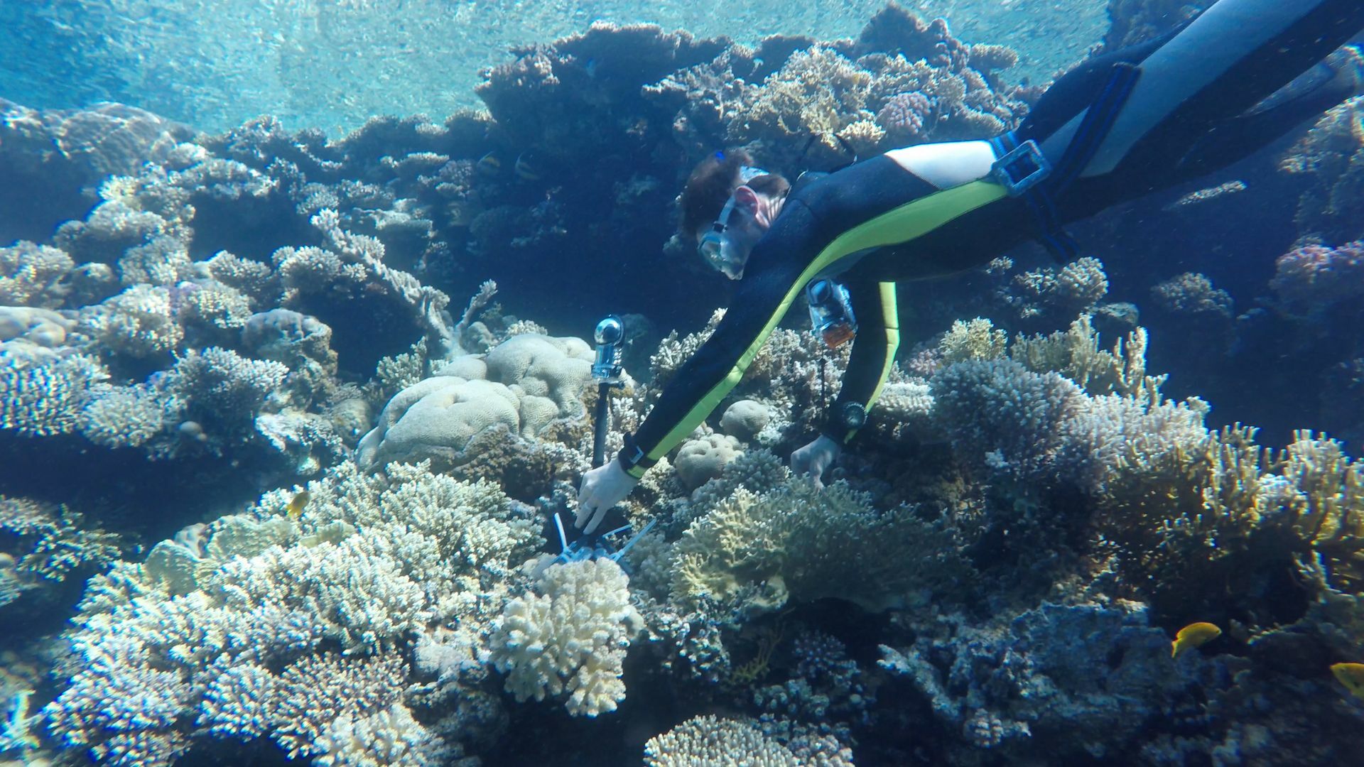 A coral reef.