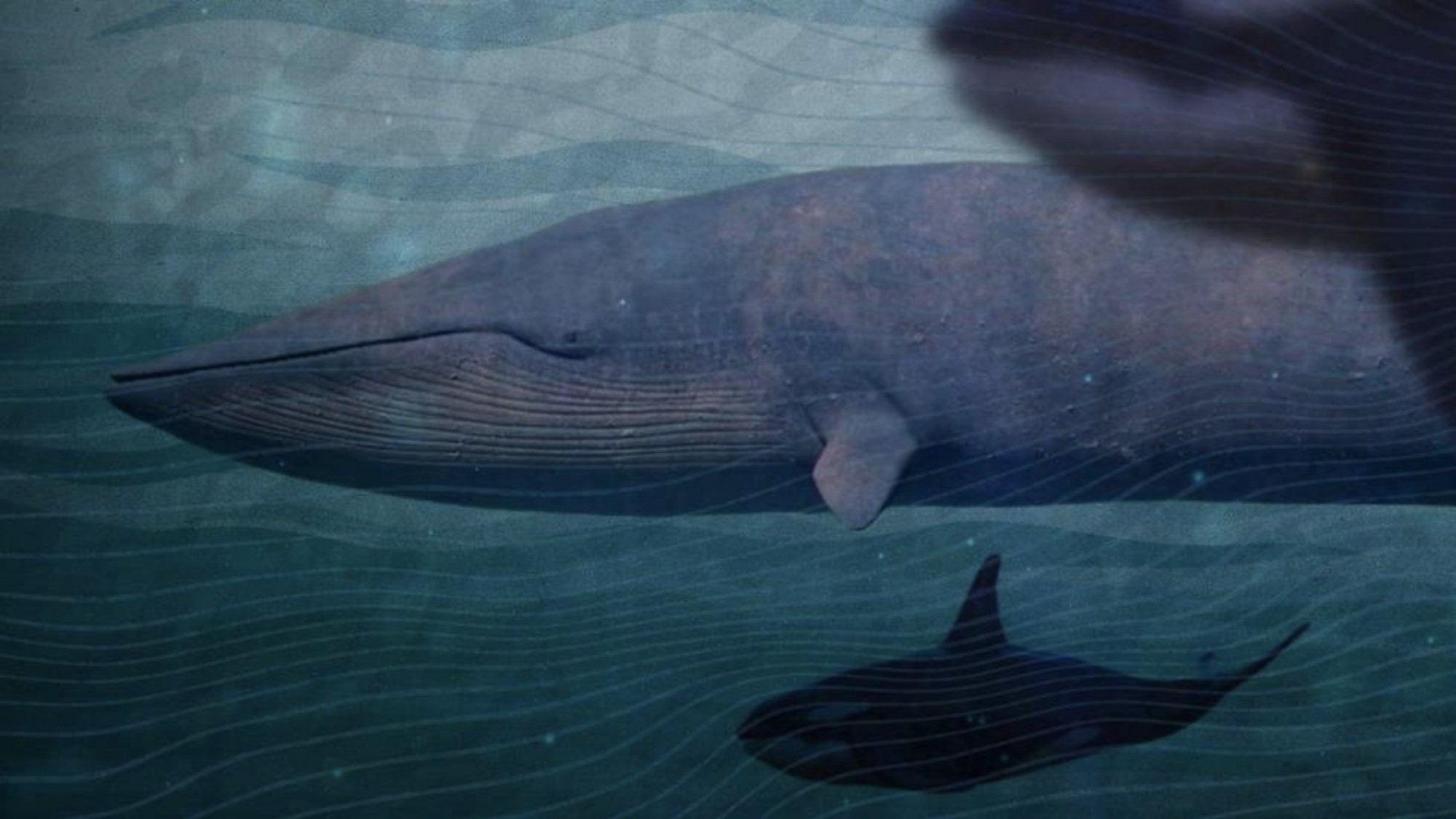 A collage of a blue whale swimming in the ocean, flanked by two orcas.