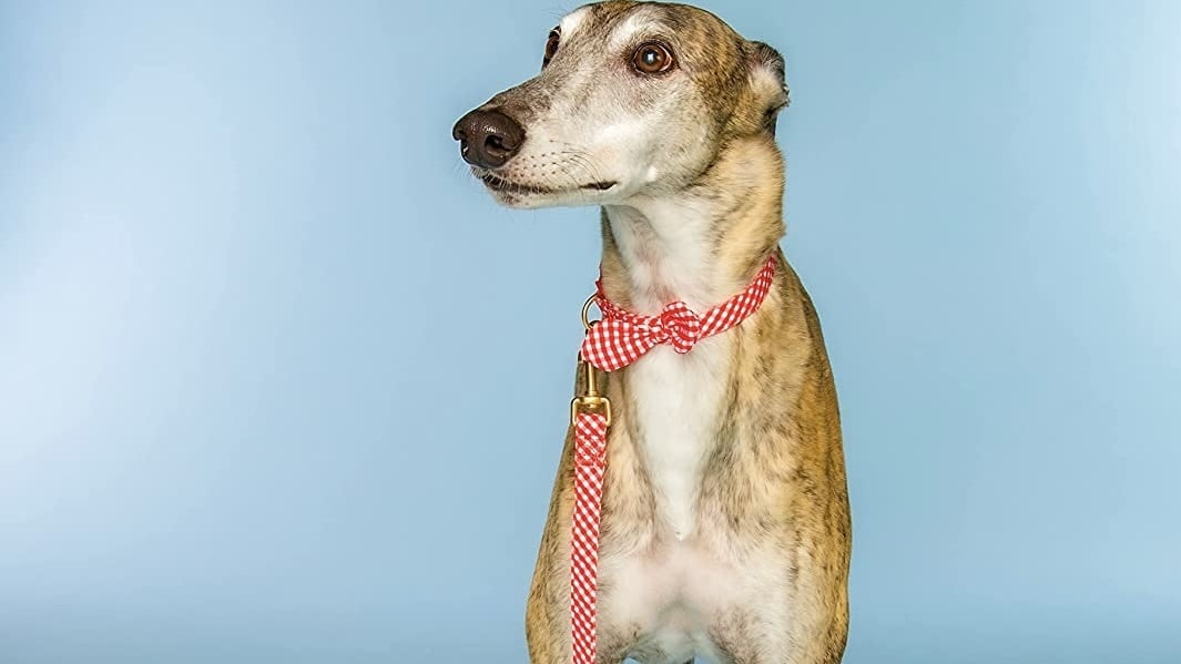 dog wearing gingham leash and collar set from doggy parton