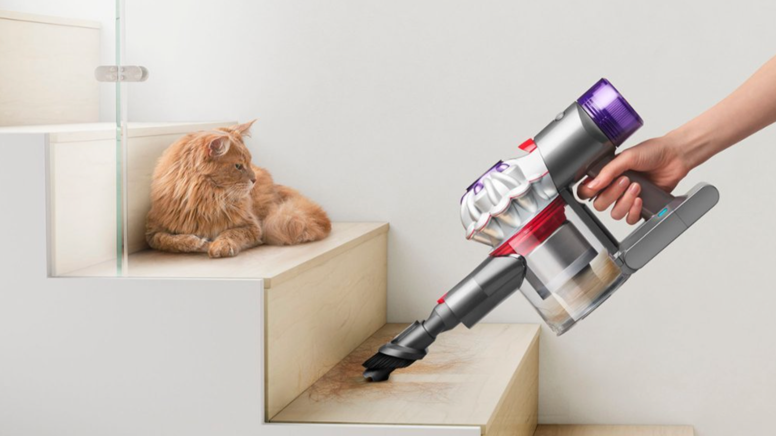 Cat looking at a hand use a Dyson V7 vacuum cleaning up some stairs