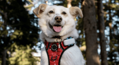 Dog wearing harness and GPS tracker