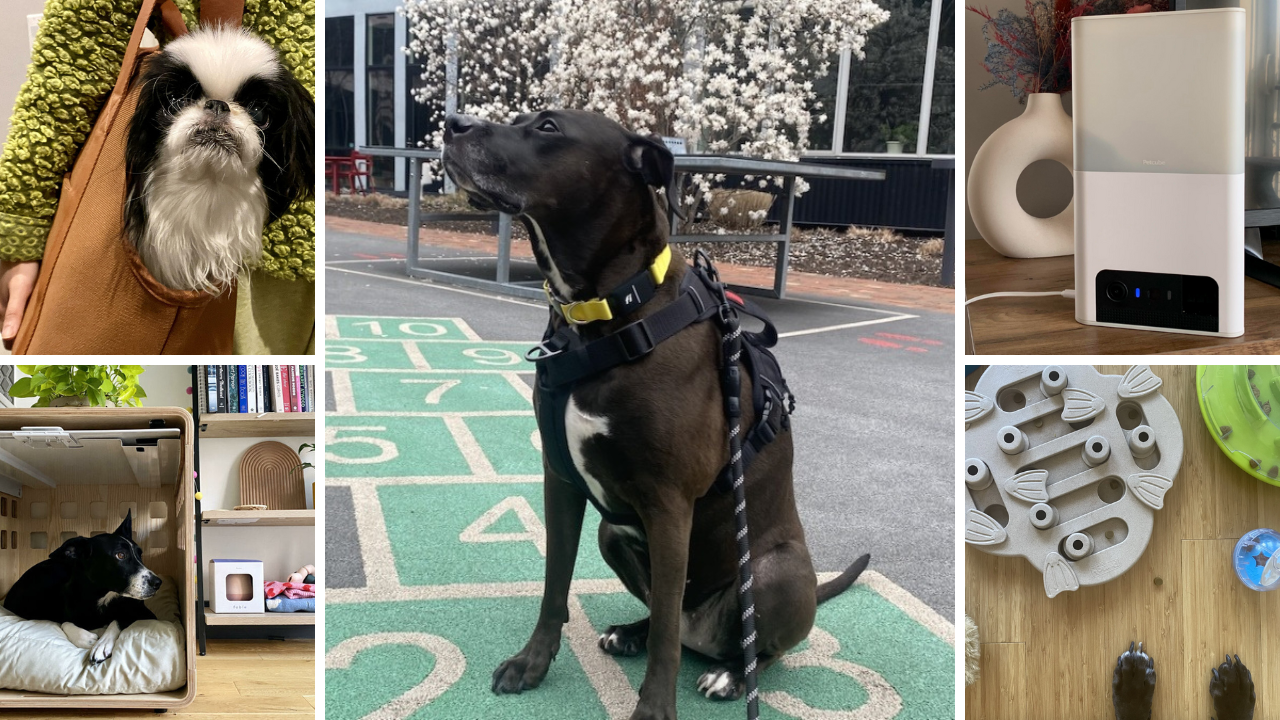 Photo collage of our top National Dog Day product picks.