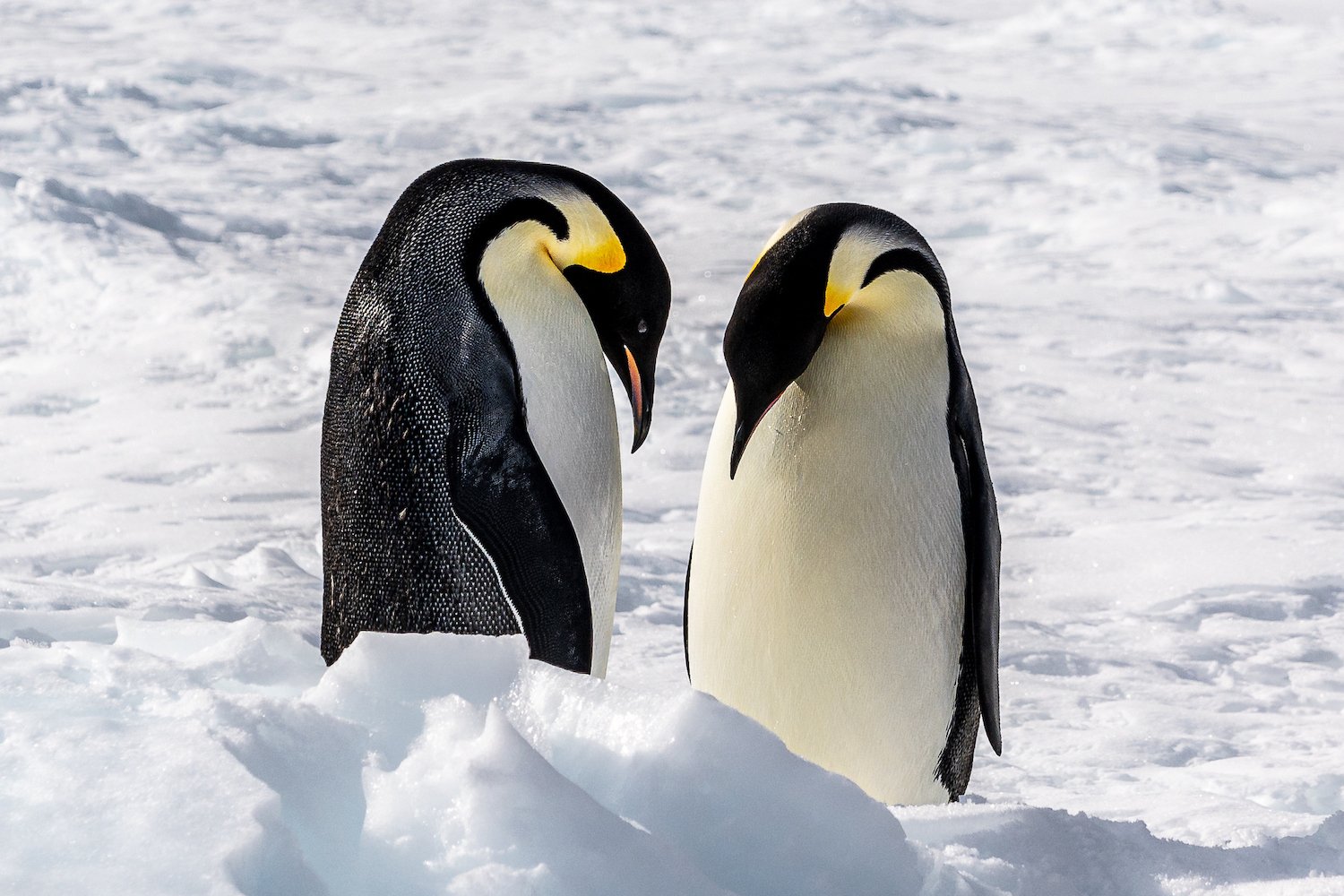 Emperor penguins in Antarctica.
