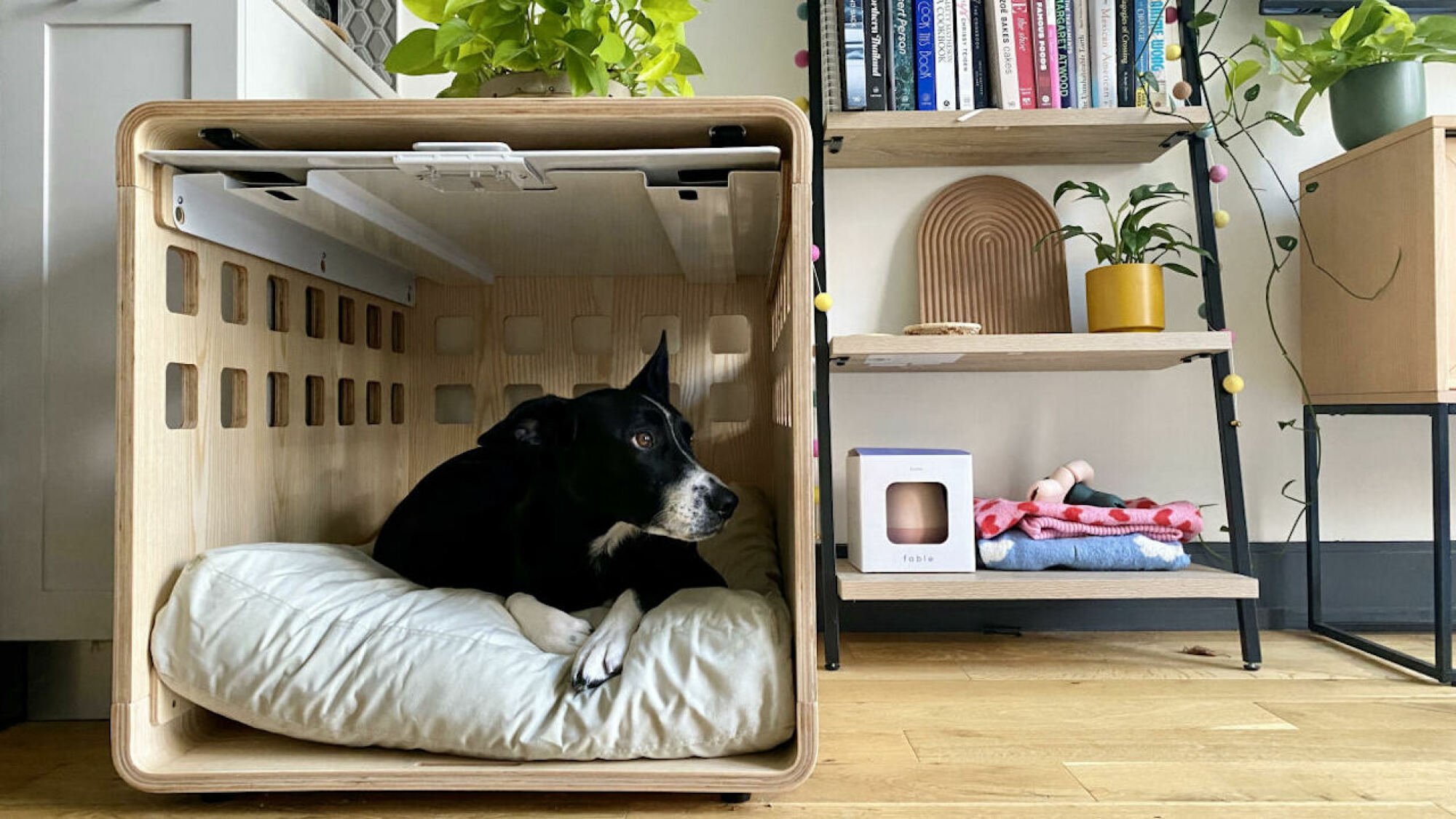 Dog sitting in Fable Crate