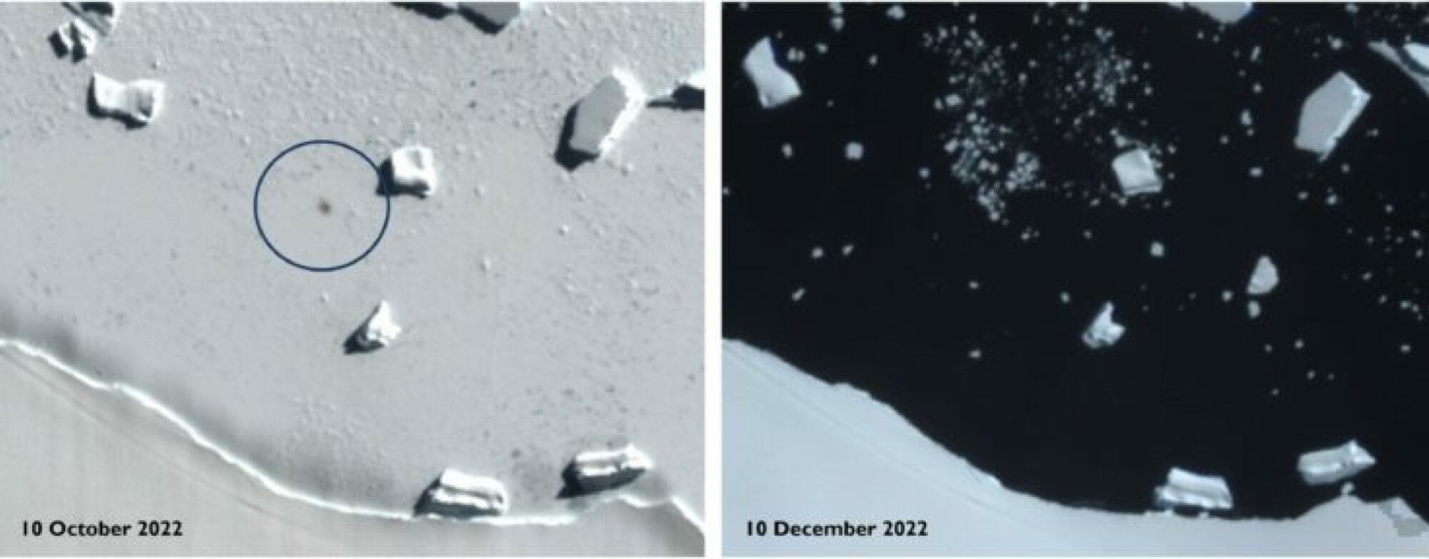On left, an Emperor Penguin colony on sea ice off of Smyley Island in October 2022. On right, collapsed sea ice December 2022.