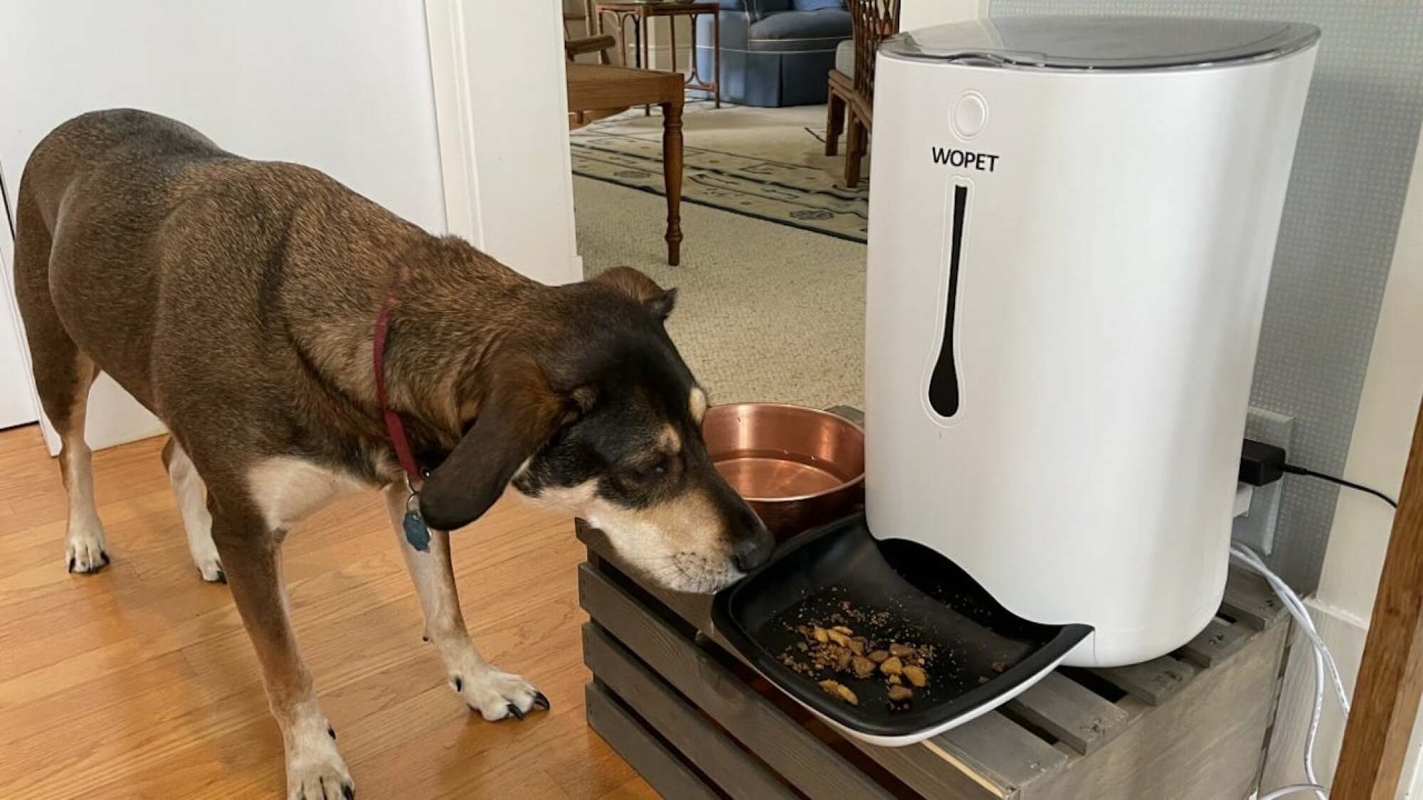 Dog using WOpet automatic feeder