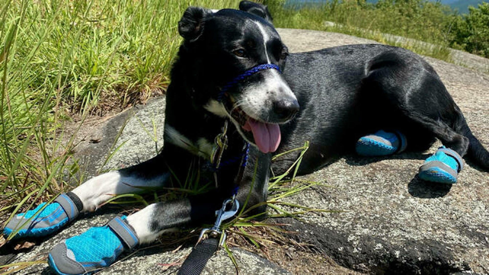Dog wearing Ruffwear Grip Trex boots