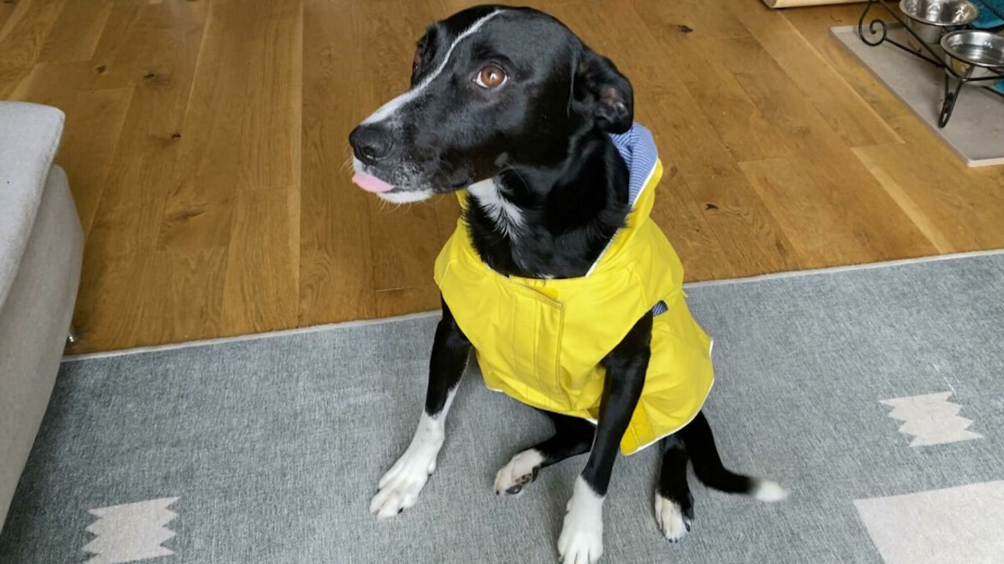 Dog wearing Canada Pooch dog rain jacket