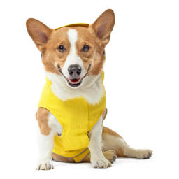 Dog wearing Canada Pooch rain jacket