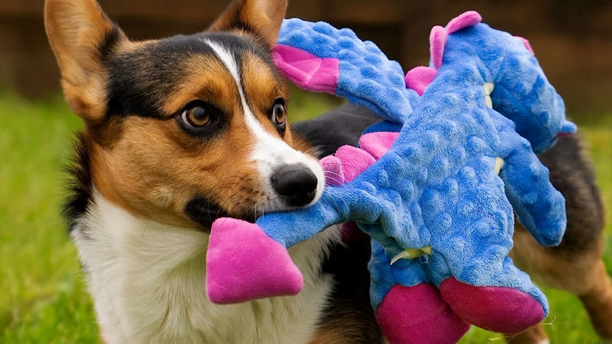 Dog with GoDog Dragon