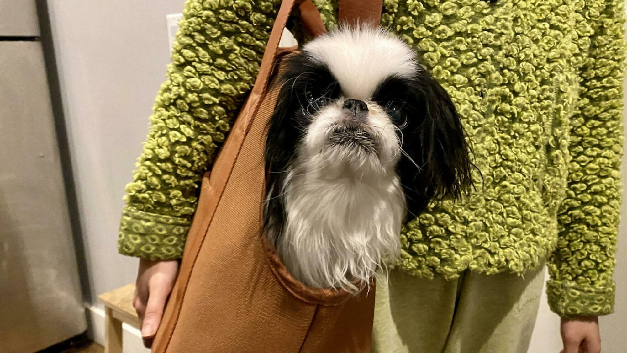 Dog in Wild One Everyday Carrier